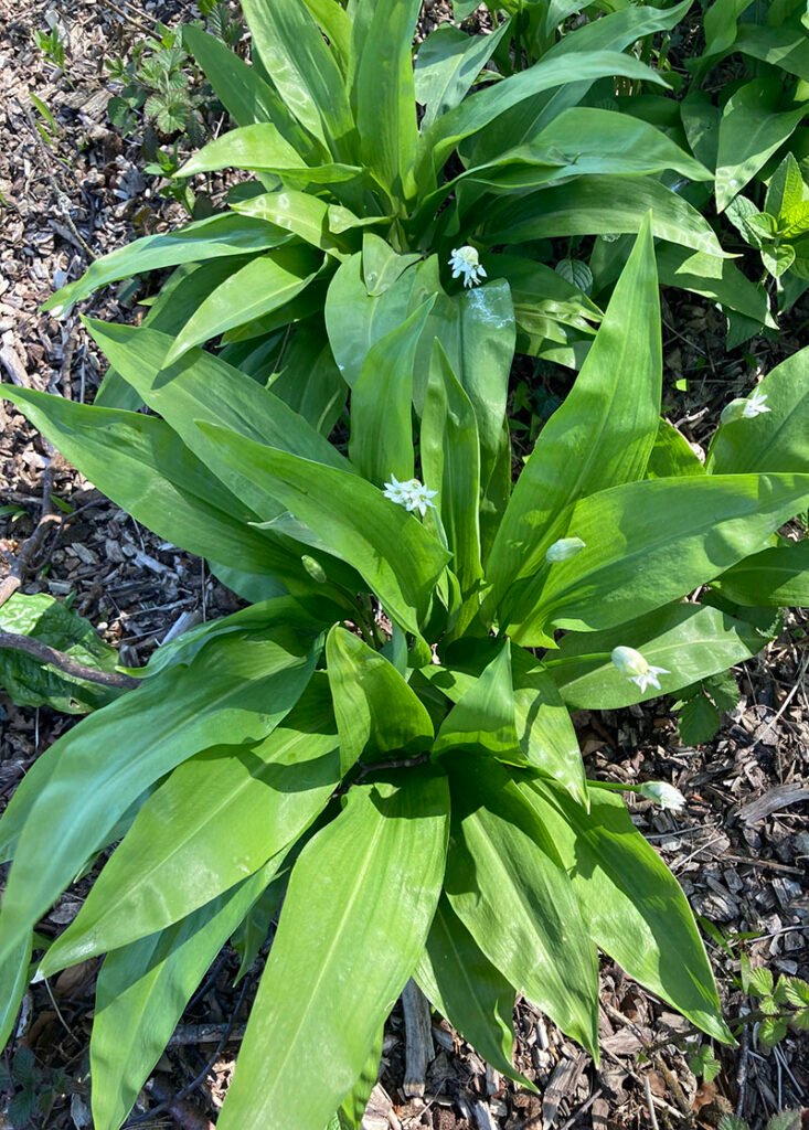 Close up of wild garlic plant