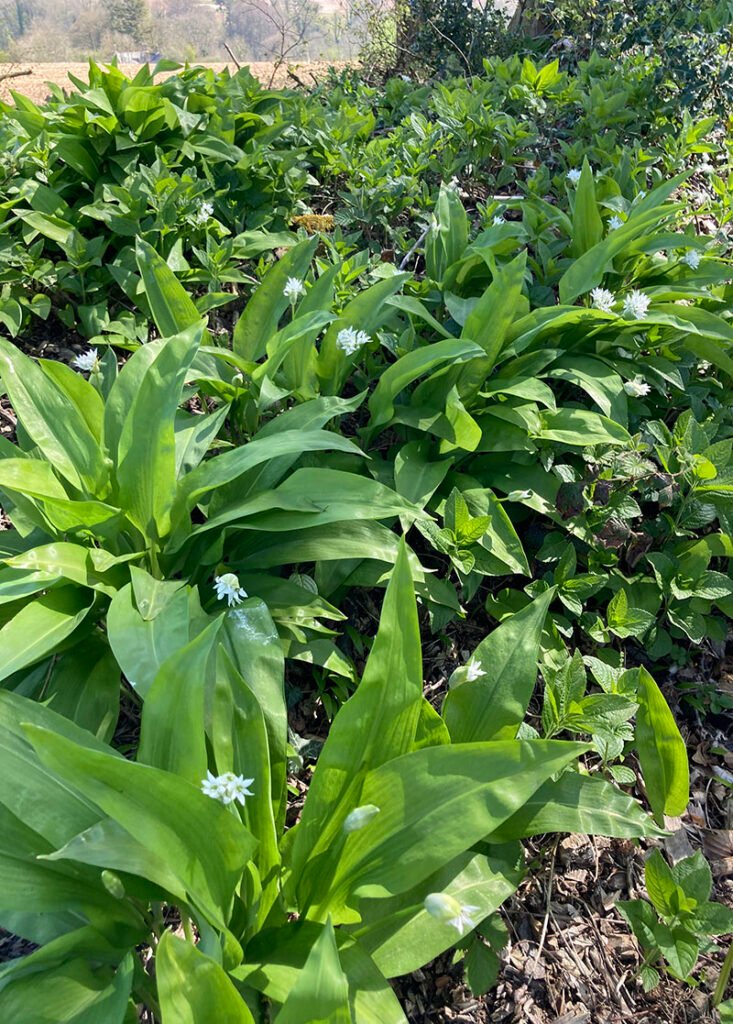 Patch of wild garlic