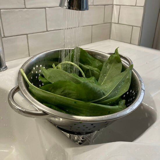 wild garlic leaves in colander being washed