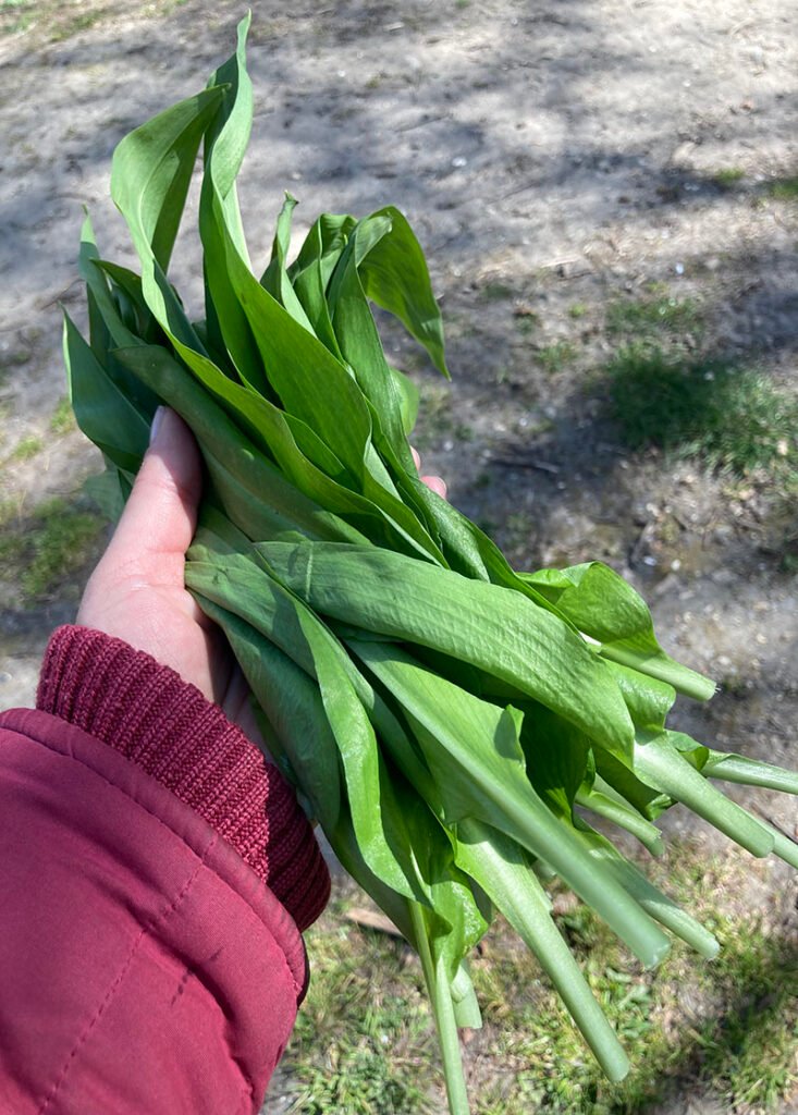 Hand holding a bunch of wild garlic