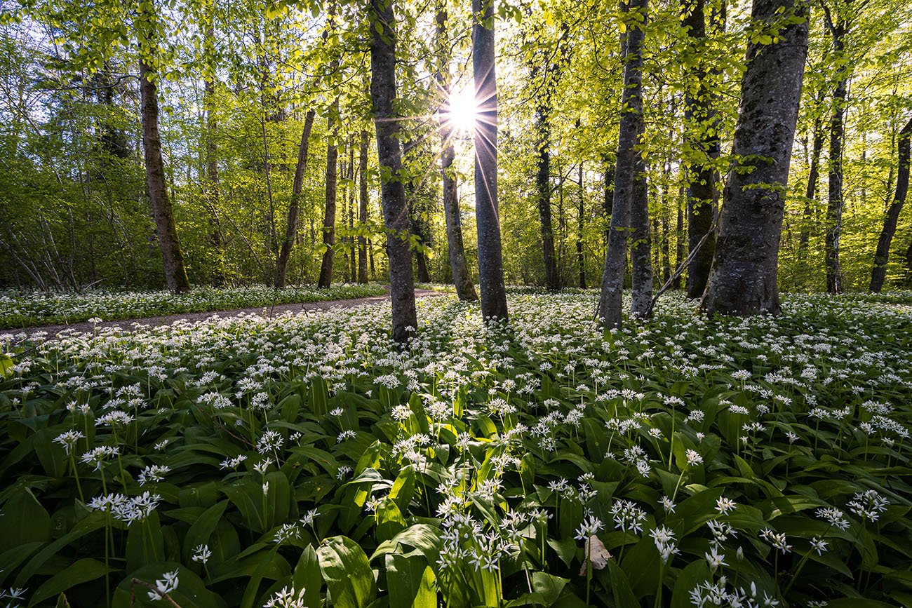 Wild Garlic forest. Green leaves and white flowers.