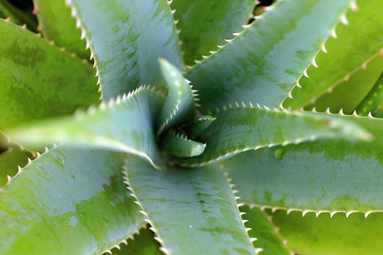 Aloe Vera view from above